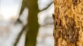 Okolice Kleszczewa w zimowej scenerii, styczeń 2021 - zdjęcie 42