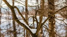 Śluza w Leśniewie Górnym w zimowej szacie, luty 2021 - zdjęcie 39