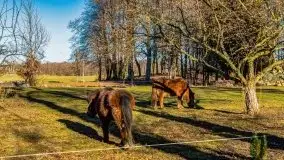 Szukamy wiosny - znajdujemy pierwsze oznaki - zdjęcie 31