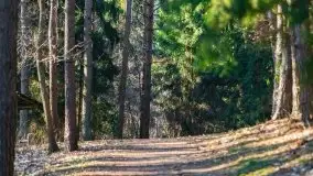 Przedwiośnie w lasach przy Wilkasach, marzec 2021 - zdjęcie 10