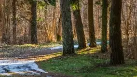 Przedwiośnie w lasach przy Wilkasach, marzec 2021 - zdjęcie 23