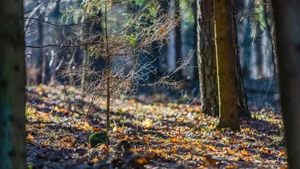 Przedwiośnie w lasach przy Wilkasach, marzec 2021