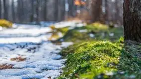 Przedwiośnie w lasach przy Wilkasach, marzec 2021 - zdjęcie 20