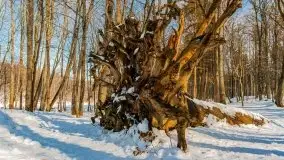 Las miejski w Giżycku, zimowa odsłona, luty 2021 r. - zdjęcie 38