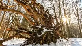 Las miejski w Giżycku, zimowa odsłona, luty 2021 r. - zdjęcie 24