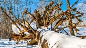 Las miejski w Giżycku, zimowa odsłona, luty 2021 r. - zdjęcie 2