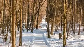 Las miejski w Giżycku, zimowa odsłona, luty 2021 r. - zdjęcie 30