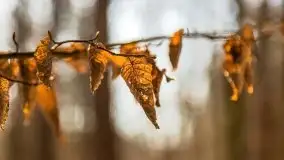 Las miejski w Giżycku, zimowa odsłona, luty 2021 r. - zdjęcie 9