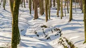 Las miejski w Giżycku, zimowa odsłona, luty 2021 r. - zdjęcie 29