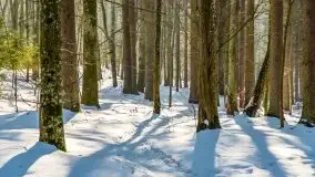 Las miejski w Giżycku, zimowa odsłona, luty 2021 r. - zdjęcie 32