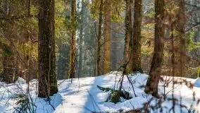 Las miejski w Giżycku, zimowa odsłona, luty 2021 r. - zdjęcie 49