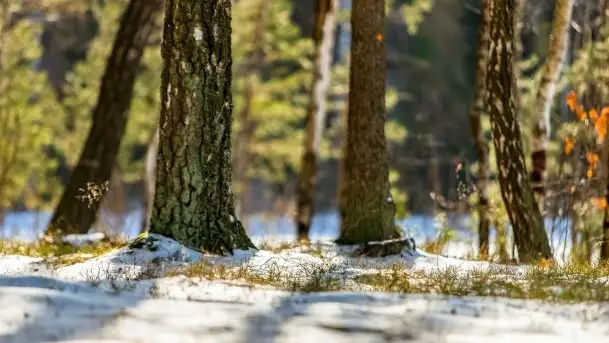 Przedwiośnie 2021 nad jeziorem Białym - zdjęcie 5