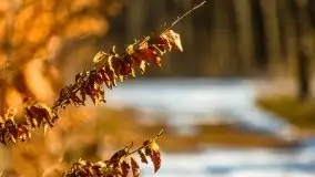 Przedwiośnie 2021 nad jeziorem Białym - zdjęcie 19