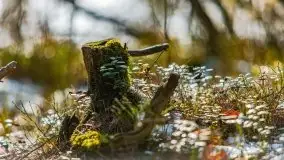 Przedwiośnie 2021 nad jeziorem Białym - zdjęcie 30