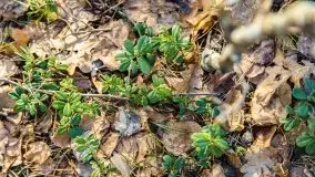 Przedwiośnie 2021 nad jeziorem Białym - zdjęcie 52