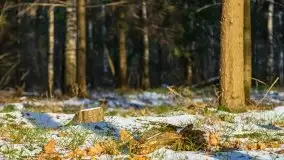 Przedwiośnie 2021 nad jeziorem Białym - zdjęcie 65