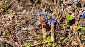 Wiosna w rezerwacie przyrody Borki, marzec 2021 - zdjęcie 18