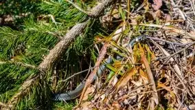 Wiosna w rezerwacie przyrody Borki, marzec 2021 - zdjęcie 31