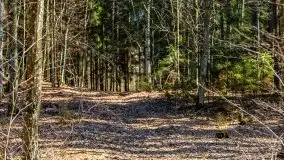 Wiosna w rezerwacie przyrody Borki, marzec 2021 - zdjęcie 48