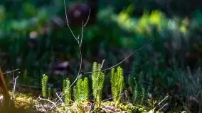 Wiosna w rezerwacie przyrody Borki, marzec 2021 - zdjęcie 4