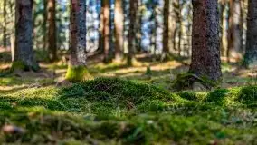 Wiosna w rezerwacie przyrody Borki, marzec 2021 - zdjęcie 6