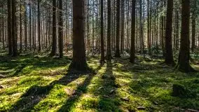 Wiosna w rezerwacie przyrody Borki, marzec 2021 - zdjęcie 7