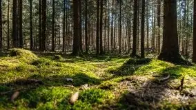 Wiosna w rezerwacie przyrody Borki, marzec 2021 - zdjęcie 42