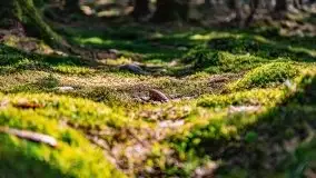 Wiosna w rezerwacie przyrody Borki, marzec 2021 - zdjęcie 47