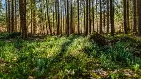 Wiosna w rezerwacie przyrody Borki, marzec 2021 - zdjęcie 51