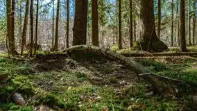 Wiosna w rezerwacie przyrody Borki, marzec 2021 - zdjęcie 53