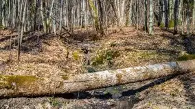 Wiosna w rezerwacie przyrody Borki, marzec 2021 - zdjęcie 35