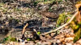 Wiosna w rezerwacie przyrody Borki, marzec 2021 - zdjęcie 45