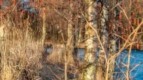 Przedwiosenny zachód słońca w porcie Kal, jezioro Mamry - zdjęcie 33