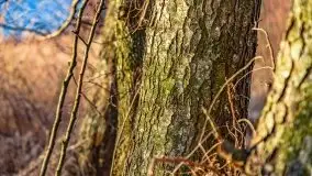 Przedwiosenny zachód słońca w porcie Kal, jezioro Mamry - zdjęcie 25