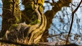 Wiosenny las przy jeziorze Gołdopiwo - zdjęcie 10