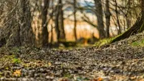 Wiosenny las przy jeziorze Gołdopiwo - zdjęcie 1