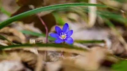 Mazurska przyroda w lesie Szczybały Giżyckie