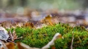 Mazurska przyroda w lesie Szczybały Giżyckie - zdjęcie 9