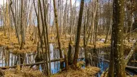 Mazurska przyroda w lesie Szczybały Giżyckie - zdjęcie 2