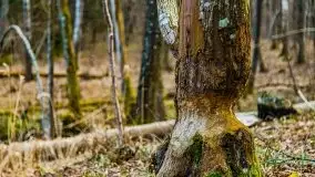 Mazurska przyroda w lesie Szczybały Giżyckie - zdjęcie 8