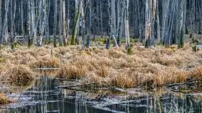 Mazurska przyroda w lesie Szczybały Giżyckie - zdjęcie 5