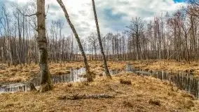 Mazurska przyroda w lesie Szczybały Giżyckie - zdjęcie 55