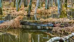 Mazurska przyroda w lesie Szczybały Giżyckie - zdjęcie 45