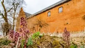 Zamek prokuratorów krzyżackich w Barcianach - zdjęcie 32