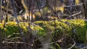 Przedwiośnie przy rzece Białoławka, marzec 2021 - zdjęcie 11