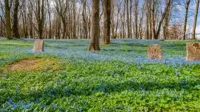 Mazurska przyroda - cebulice w giżyckim parku - zdjęcie 14