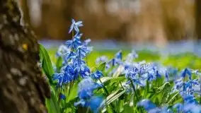 Mazurska przyroda - cebulice w giżyckim parku - zdjęcie 1