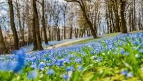 Mazurska przyroda - cebulice w giżyckim parku - zdjęcie 18