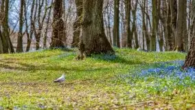 Mazurska przyroda - cebulice w giżyckim parku - zdjęcie 5