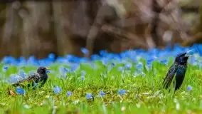 Mazurska przyroda - cebulice w giżyckim parku - zdjęcie 30